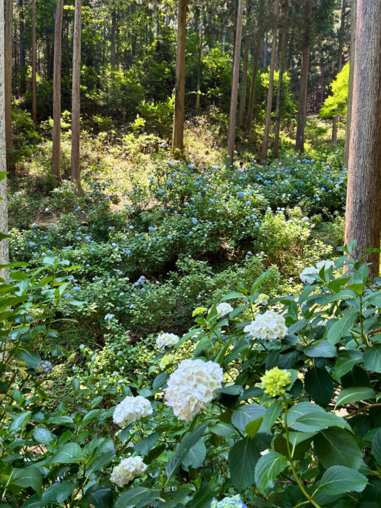 山の斜面に広がるあじさい