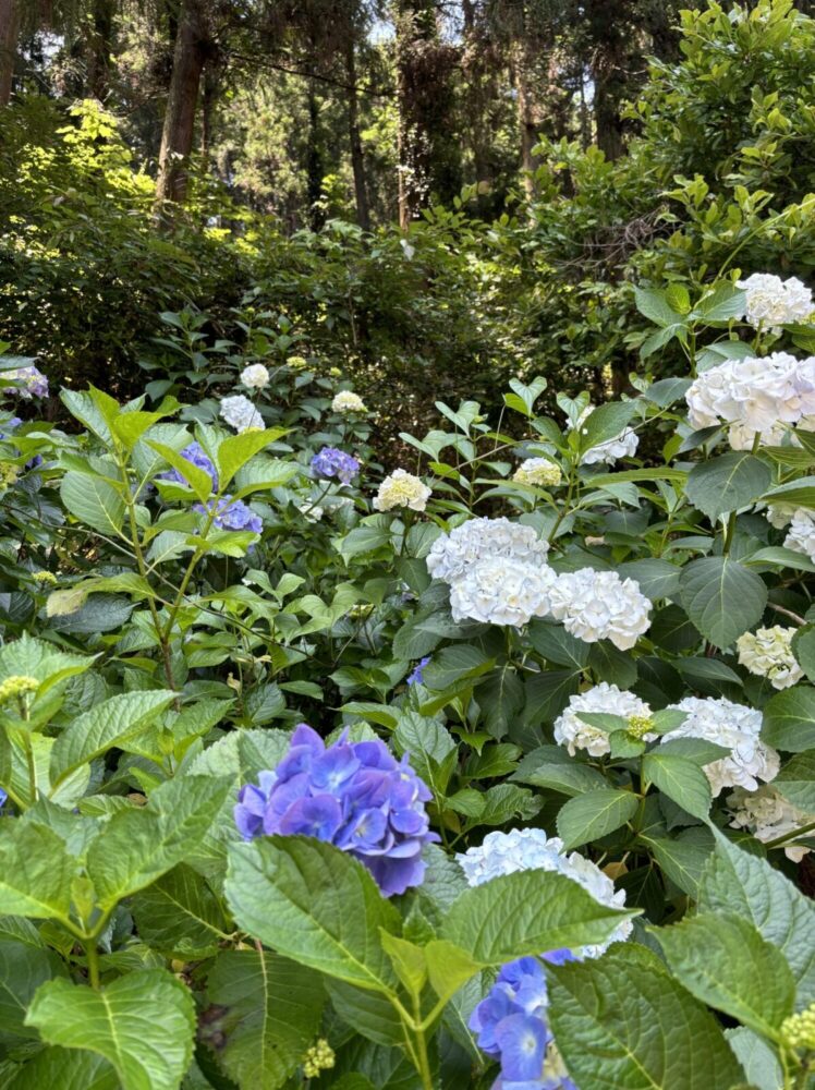 山の斜面に広がるあじさい
