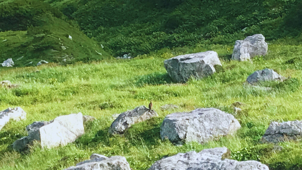 ライチョウ