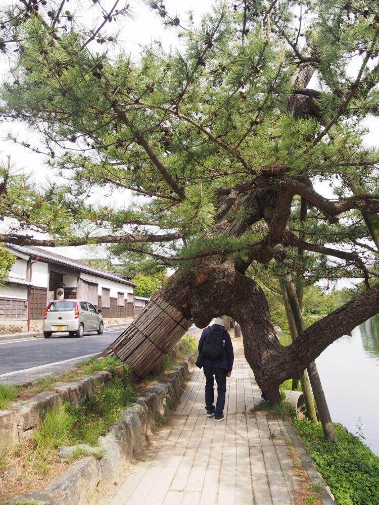 塩見縄手のくぐり松
