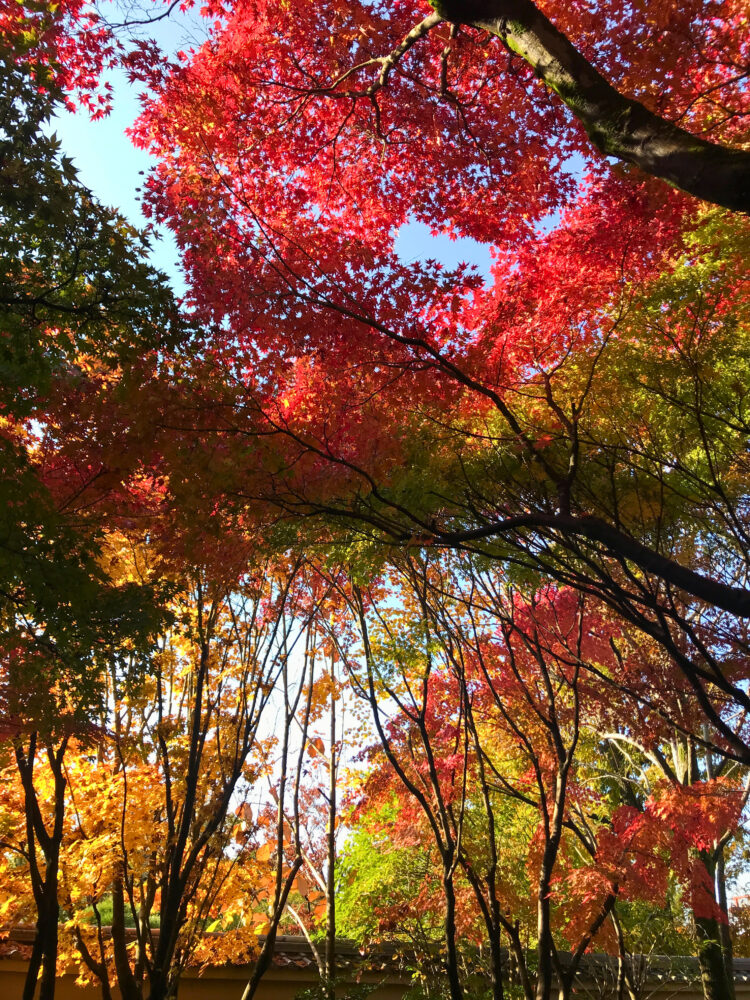好古園・木々の紅葉の様子