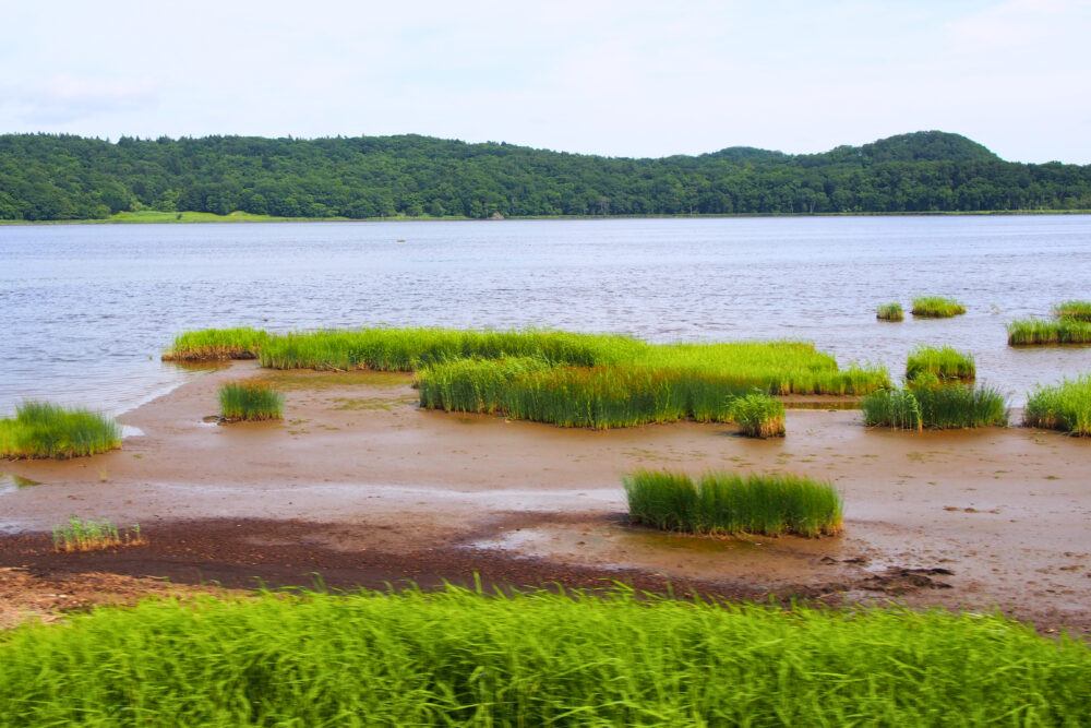 花咲線から撮影した別寒辺牛湿原