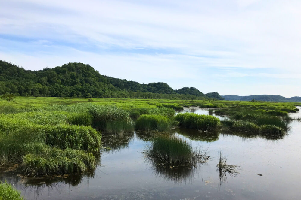 花咲線から撮影した別寒辺牛湿原