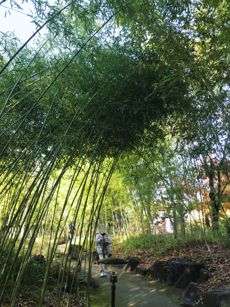 好古園・竹の庭の様子