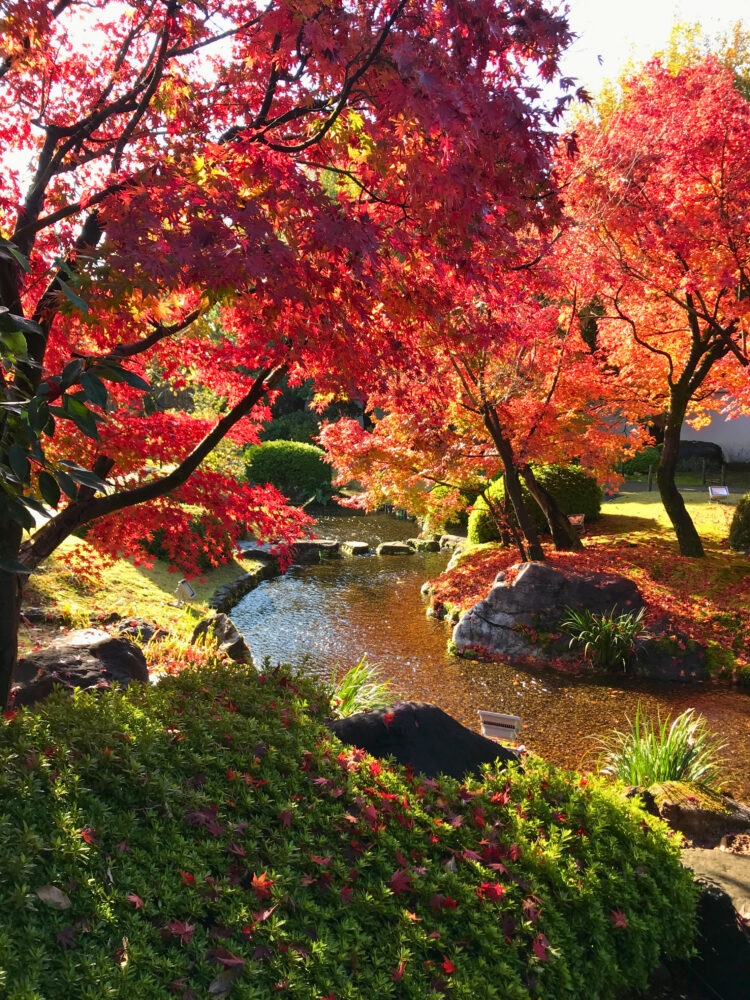 好古園・流れの庭。水の流れと紅葉。