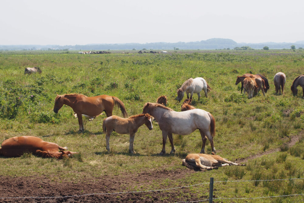 放牧されている馬たち。