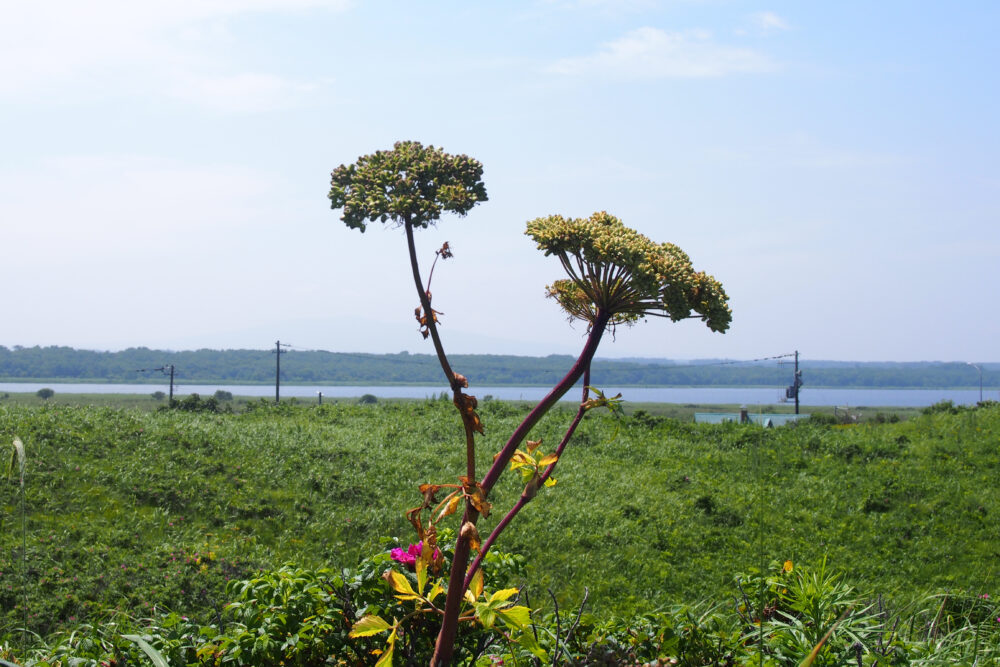 小清水原生花園に咲く花。エゾノシシウド。
