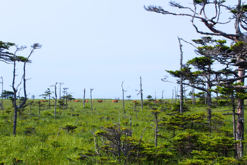 落石岬の草原と鹿