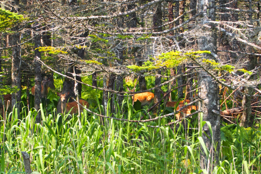 落石岬の森の中の鹿の群れ