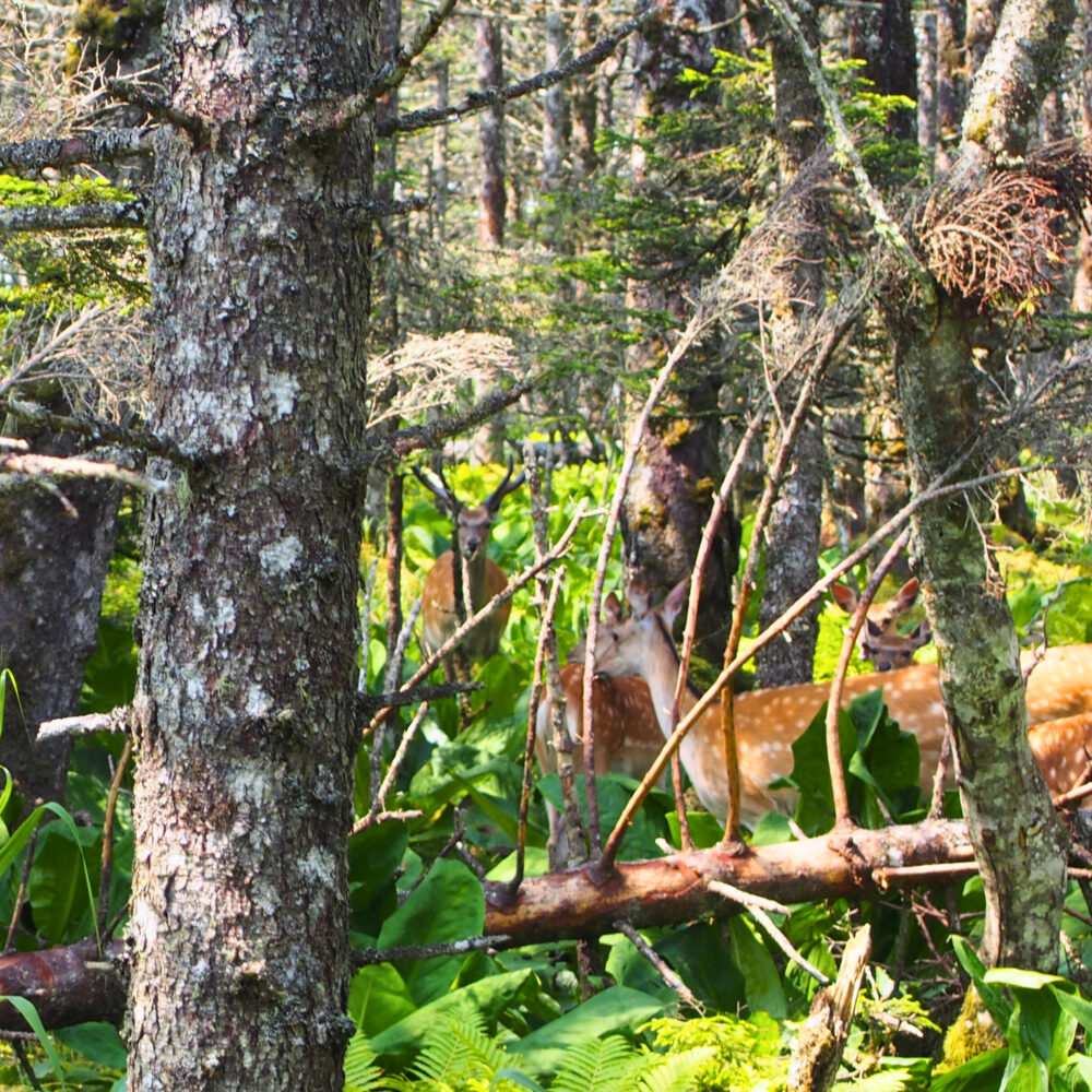 落石岬の森の中の鹿の群れ