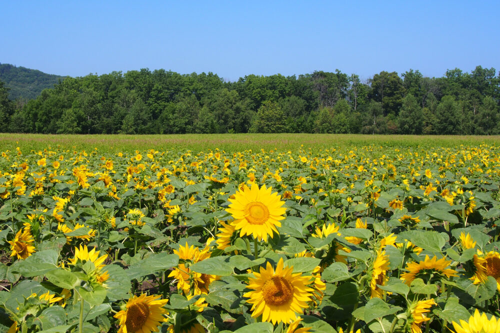大曲湖畔園地のヒマワリ畑。