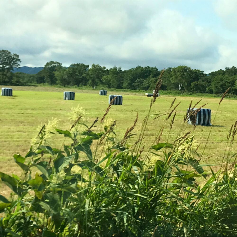 知床方面へ向かうドライブ中に撮影した牧草地