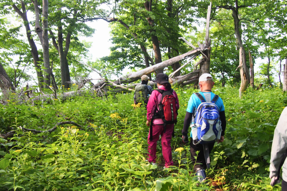 原生林散策ツアー。獣道を歩いていく様子。