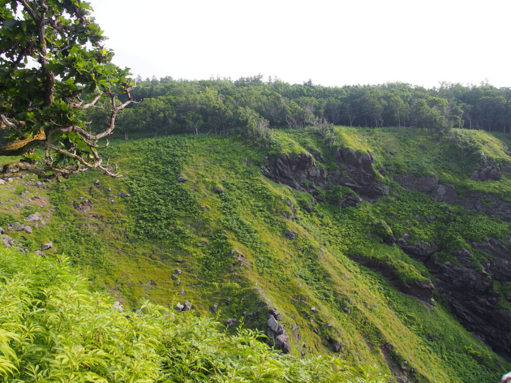 原生林散策ツアー。雄大な景色。