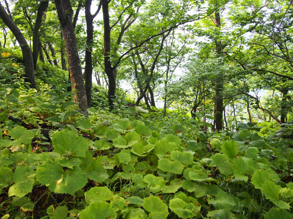 原生林散策ツアー。森の様子。