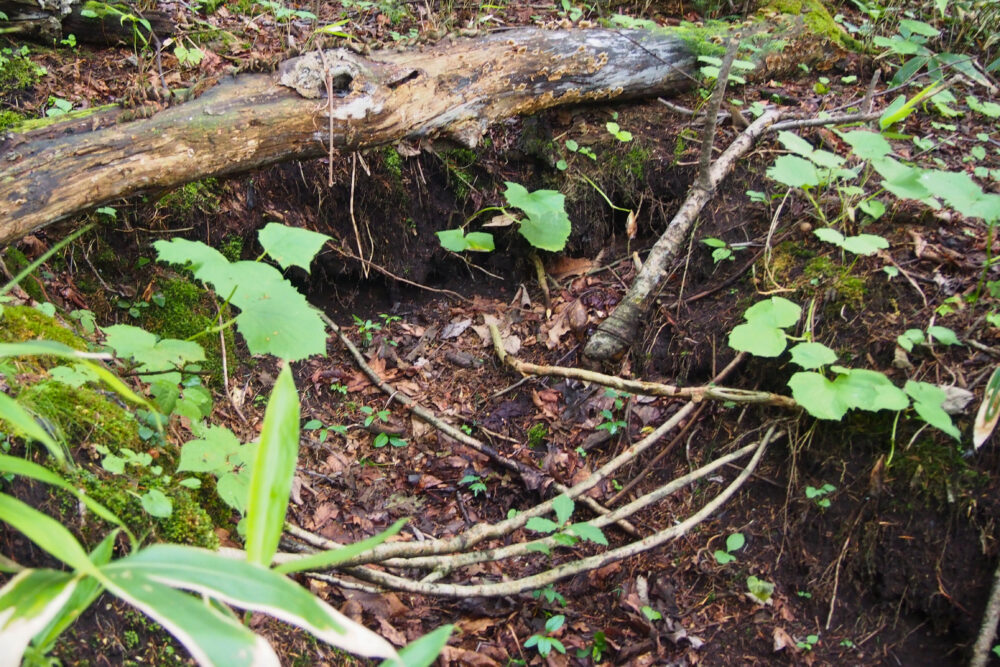 原生林散策ツアー。熊の冬眠跡。