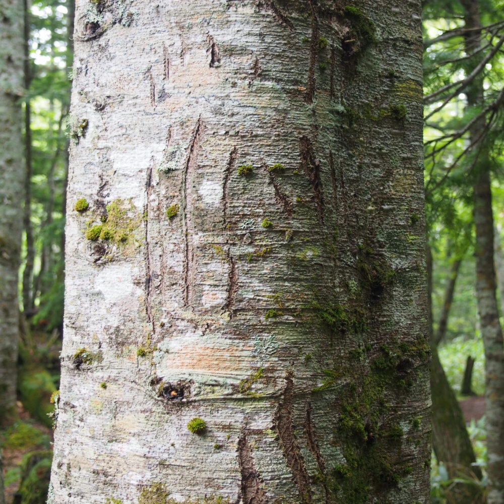 知床五湖一周ツアー。木の幹のヒグマの爪痕。