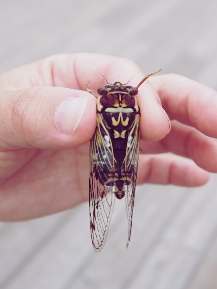 知床五湖一周ツアー。コエゾゼミの脱皮後。