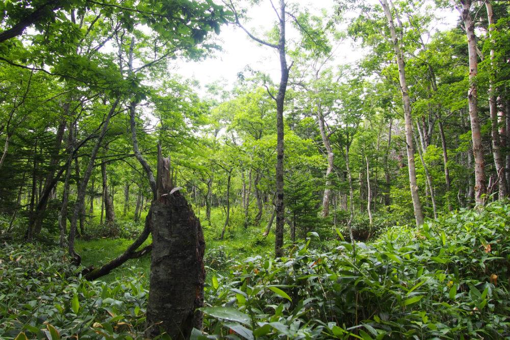 知床五湖一周の様子。五湖に向かう途中。