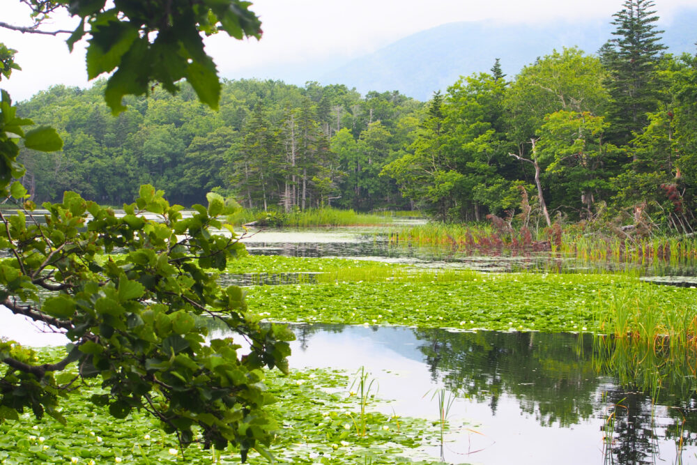知床五湖一周ツアー。三湖の様子。