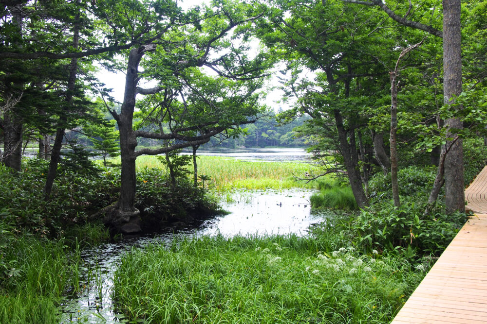知床五湖一周ツアー。三湖の様子。