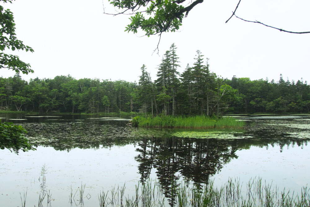 知床五湖一周ツアー。三湖の様子。