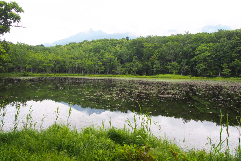 知床五湖一周。五湖の様子。