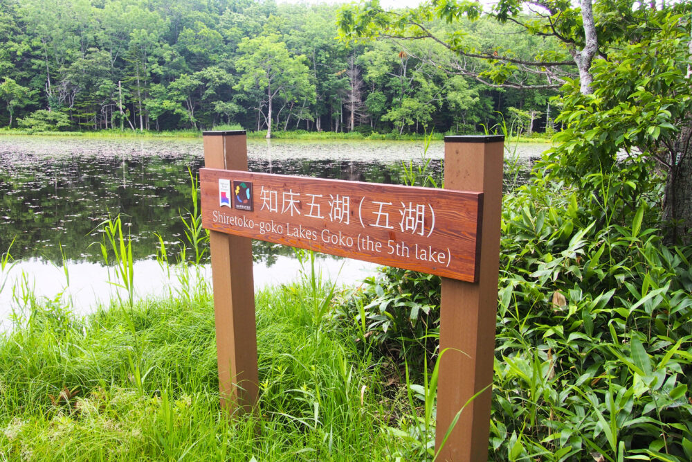知床五湖一周。五湖に到着。