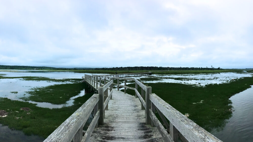 春国岱の木橋。キタキツネコースの出発点。