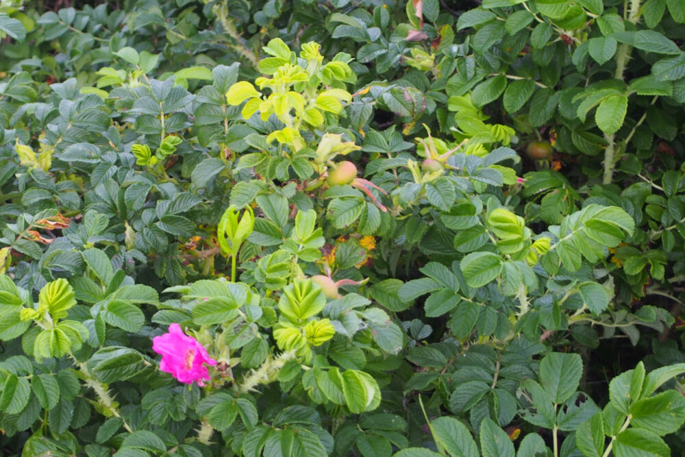 風蓮湖近くに咲いていたハマナスの花と実