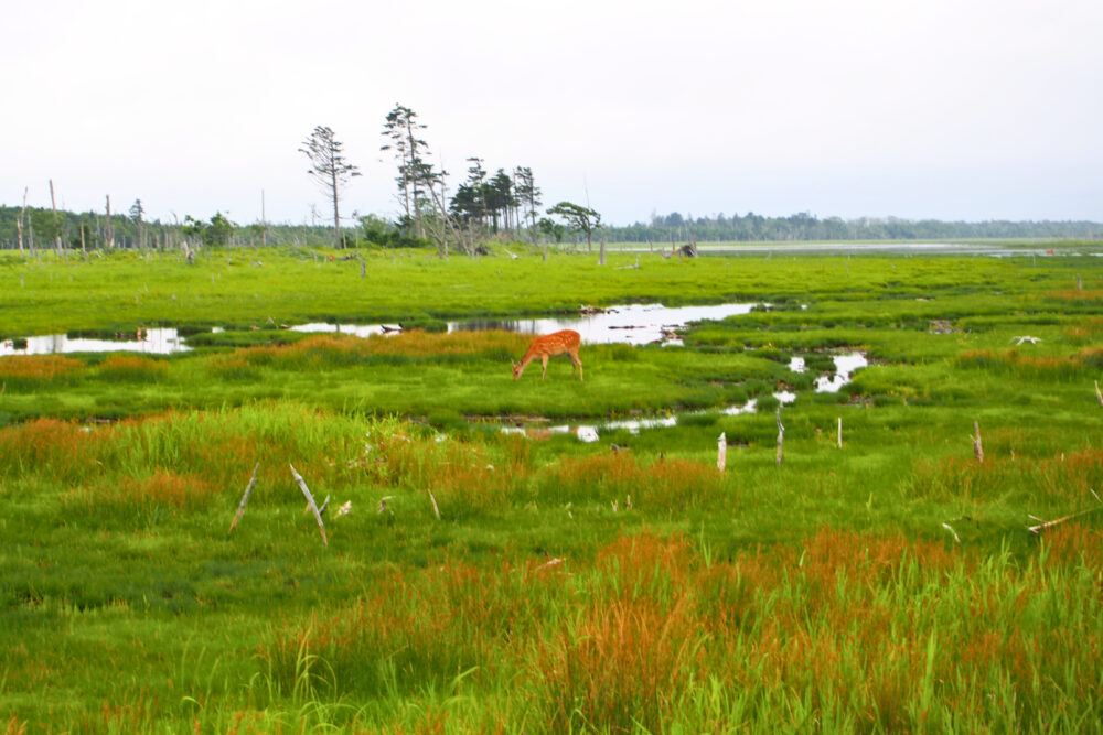 春国岱。鹿が草を食べている風景。