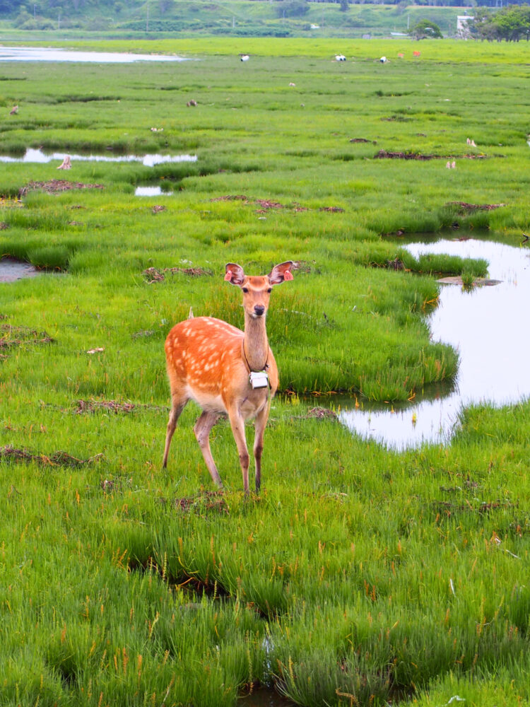 春国岱の鹿。