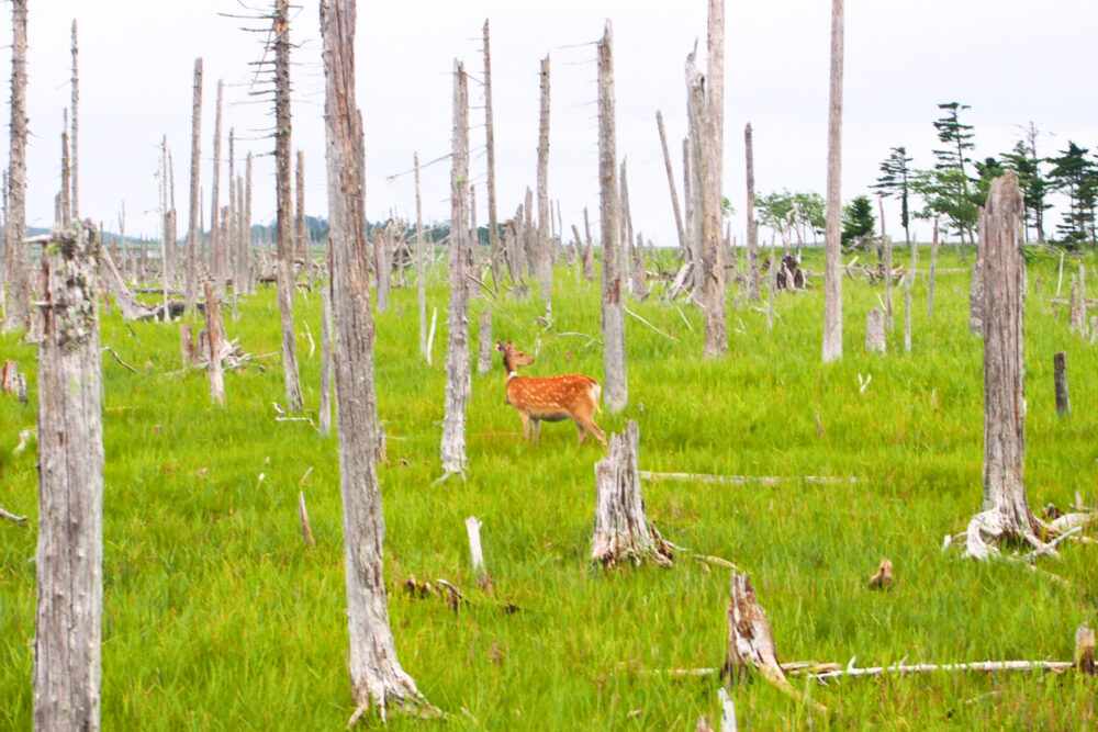 春国岱の枯れた木と鹿と湿原