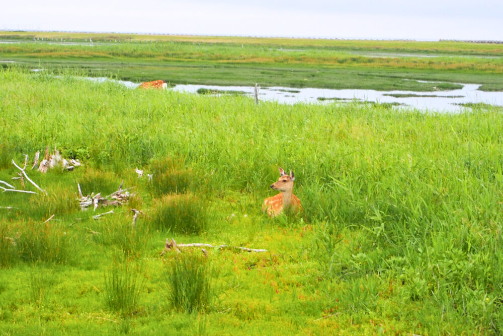 春国岱の鹿と湿原