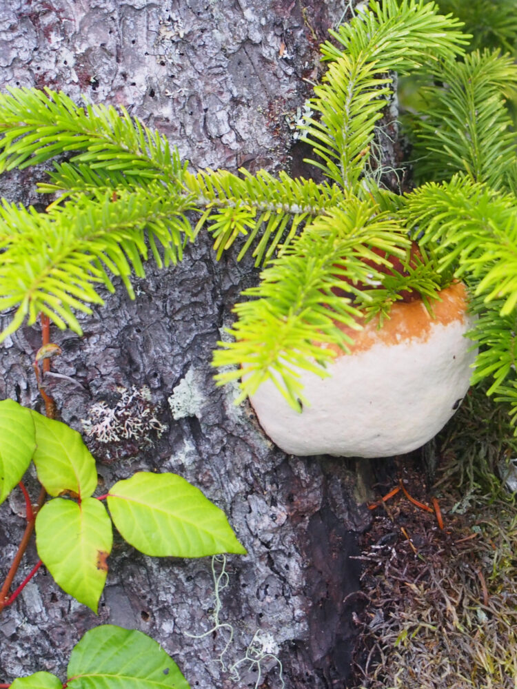 春国岱のきのこ。