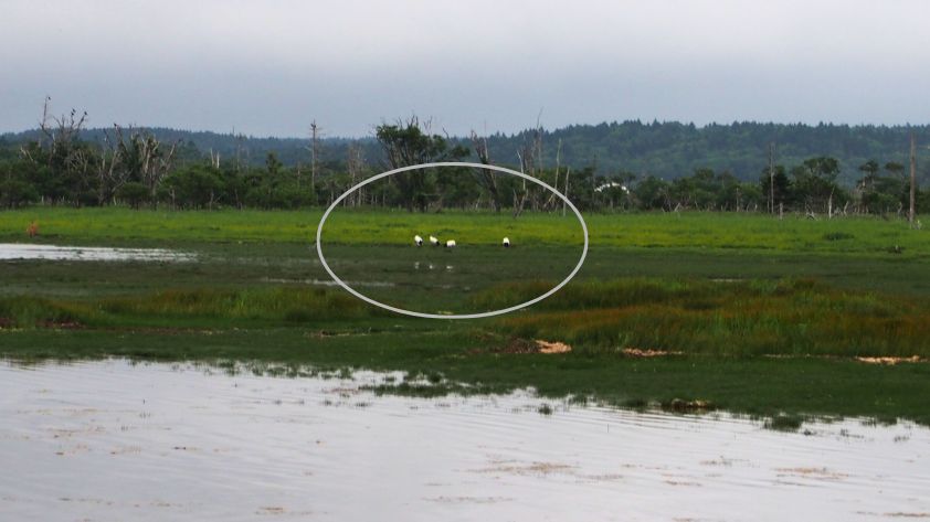 春国岱。タンチョウの群れ。