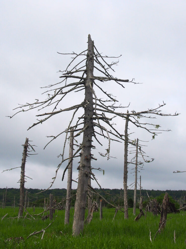 春国岱。立ち枯れしたマツの木。