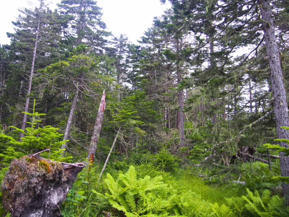 春国岱。アカエゾマツコースの最奥、第３砂丘の風景。