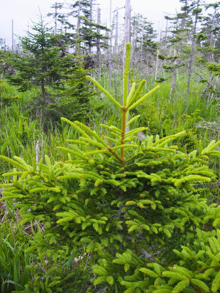 春国岱のマツ。