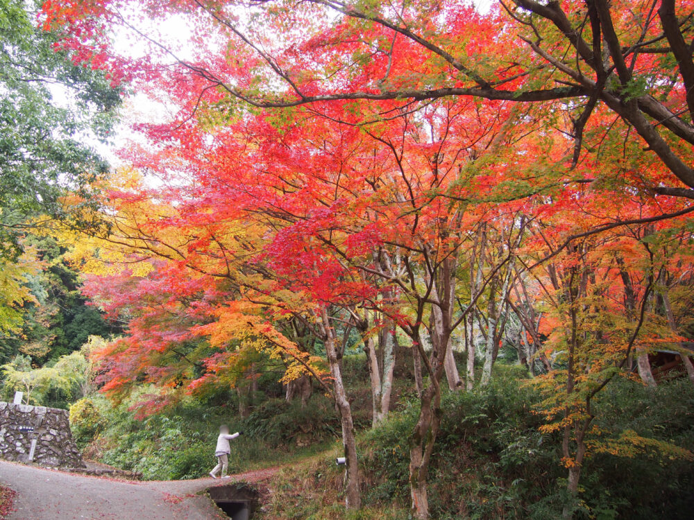 駅裏登山道入口付近の紅葉