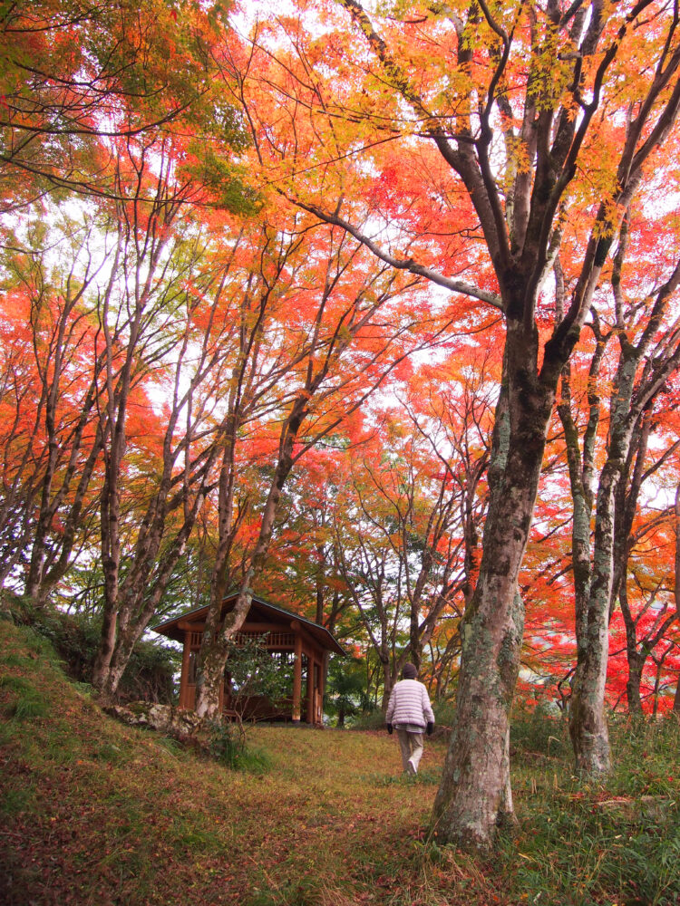 駅裏登山道入口付近の紅葉