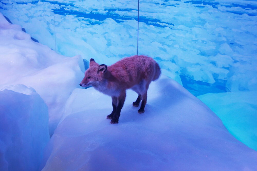 オホーツク流氷館の流氷テラス。キツネは置物。