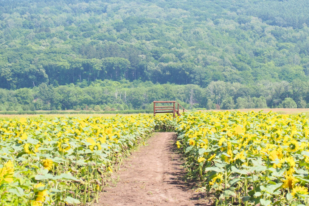大曲湖畔園地のひまわり畑の真ん中にぽつんと設置されている木製のかわいらしい展望台。