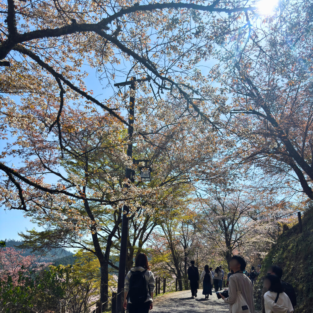 吉野山・桜の中を七曲坂を登っている様子