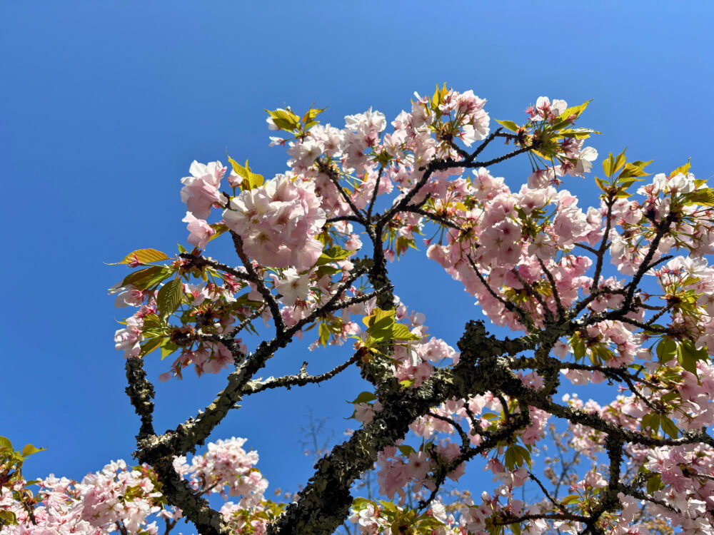 桜のアップ写真
