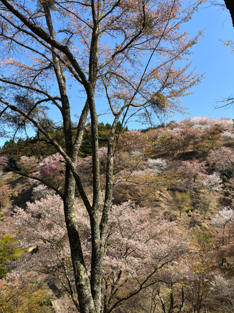 桜の木々