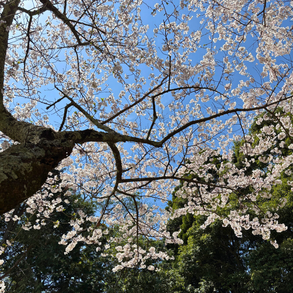 桜を見上げて下から撮った様子