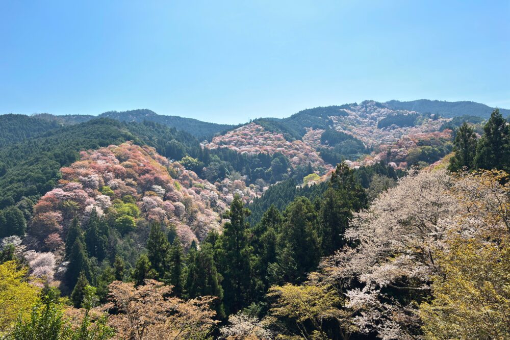 一目千本からみた山々に色づく桜の景色