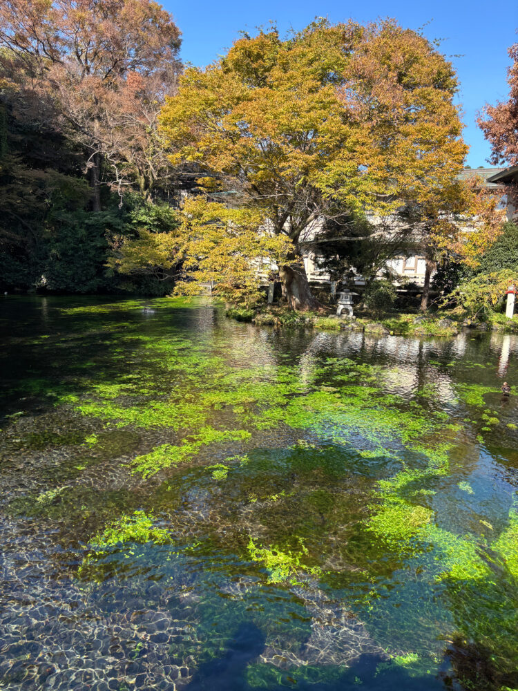 湧玉池の水草がきらきら光っている様子