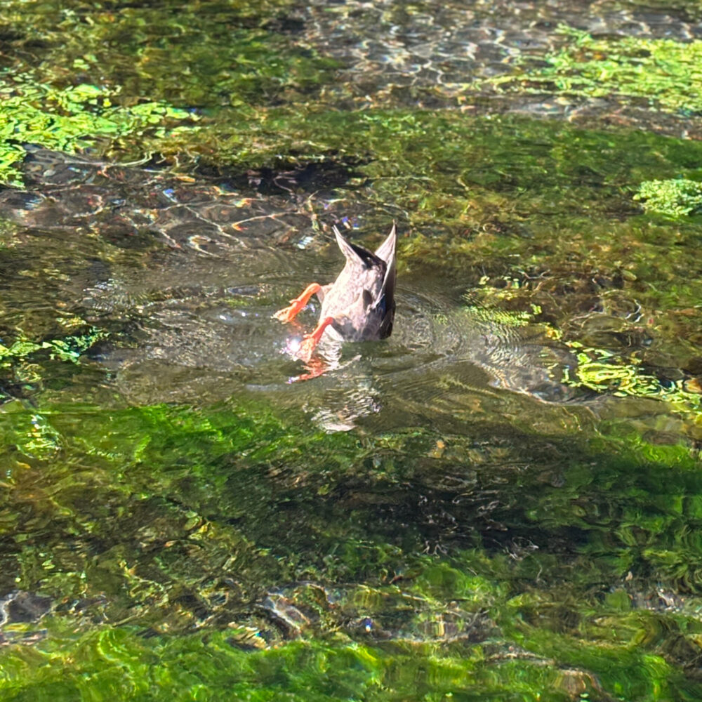 鴨が餌を取ろうとお尻を真上にあげて潜っている様子
